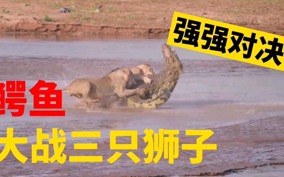 强强对决谁能笑到最后,备受期待的一战的简单介绍 强强对决谁能笑到最后,备受期待的一战的简单介绍